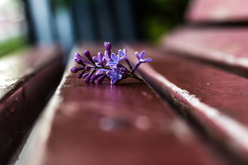 Lilac inflorescence  on the bench with bokeh