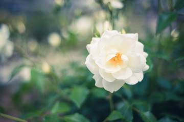White Rose