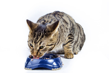 hungry cat eating from the food bowl