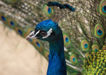 male of peacock and its beautiful tail
