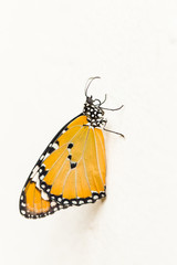 Yellow butterfly on a white background