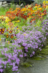 Fototapeta na wymiar Colorful Spring Primrose Flower and Solar Lamp.