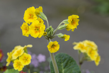 Colorful Spring Flower Spring.