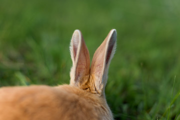 Rabbit red dwarf sits with his back. Where the ears grow?! Catch behind the ears.