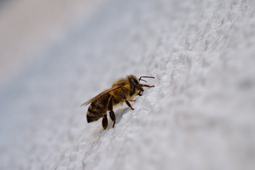 Biene (Apis) an einer Hauswand