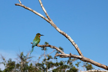 Bee Eater