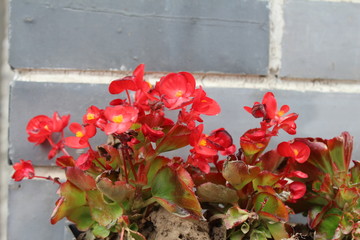 Fototapeta na wymiar Red Flowers near a Grey Gray Brick Wall