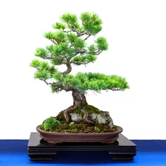 Tischdecke Kiefer (Pinus parviflora) Nadelbaum als Bonsai © Bernd Schmidt