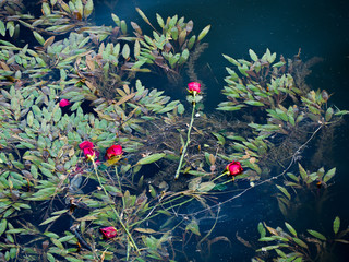 Roses drifting in a river © Robins