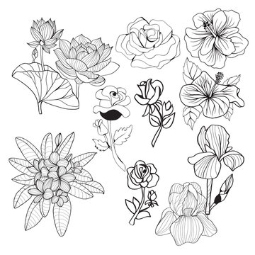 hand-drawing collection black and white flowers Monochrome illustration