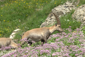 Steinbock mit Blumen