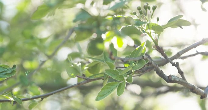 focus pull shot of apple tree branches in spring sunlight, 4k 60fps prores footage