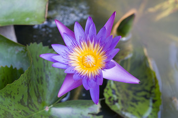 Purple Lotus in water