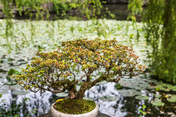 Obraz na płótnie Canvas Bonsai Tree with Pond in Background