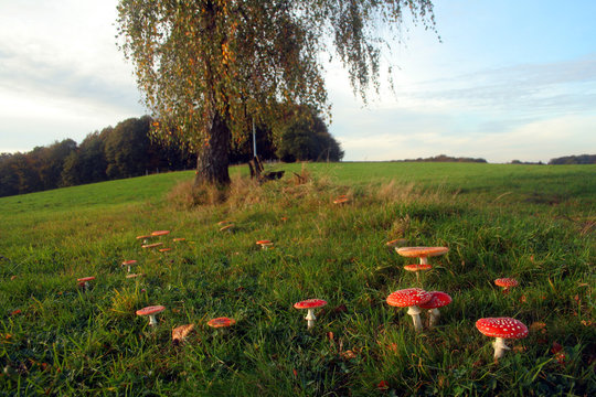 hexenring aus fliegenpilzen