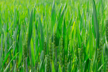 Green wheat field