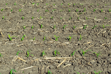 Young corn field