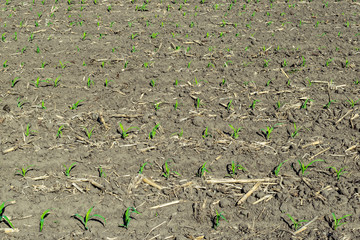 Young corn field