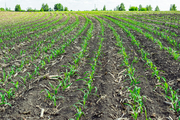 Fototapeta na wymiar Young corn field