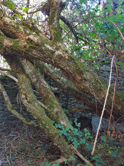 Branches with moss on a mountain