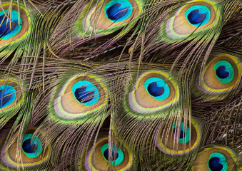 Beautiful feathers of peacock tail

