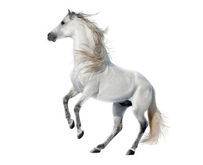 white rearing andalusian stallion isolated on white