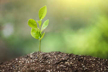 Little Green Plant