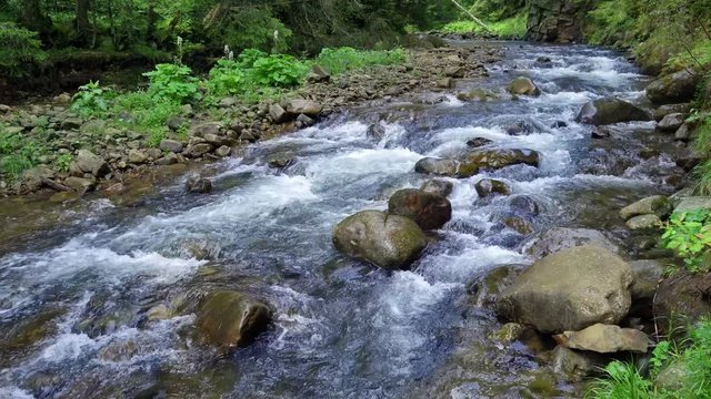 Mountain spring stream in a wild forest. 4K video.