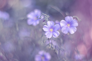 Fototapeta na wymiar Lilac flowers linen on a beautiful art background. Flowers of flax.Selective focus