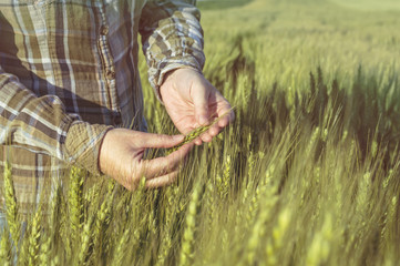 Female hand in barley field, farmer examining plants, agricultural concept.