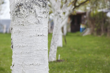 fruit trees whitewashed in the spring garden
