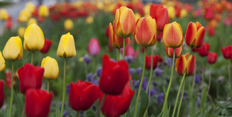 Spring tulipans background