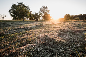 Gem&auml;hte Wiese bei Sonnenuntergang