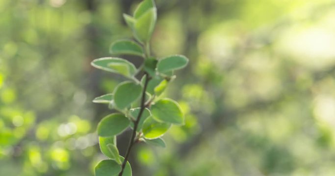 focus pull shot of bush branches with green leaves in spring sunlight, 4k 60fps prores footage