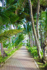 Obraz premium walking track in a tropical Park. tile way between palm trees. Road to the hotel
