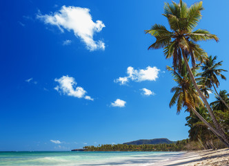 Fototapeta na wymiar Paradise on Earth. Tropical beach, green palm trees, azure sea, sand. Vacation concept. Dominican Republic, Las Galeras.