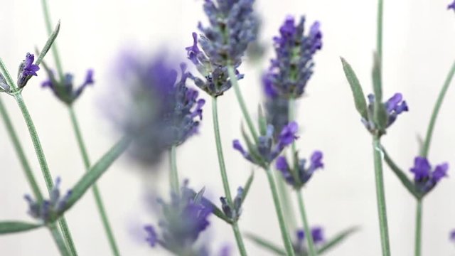 fiori di lavanda