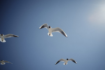 gulls