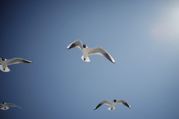 Fototapeta na wymiar gulls