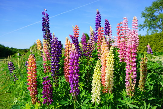 Blooming Lupine flowers - Lupinus polyphyllus - garden or fodder plant 
