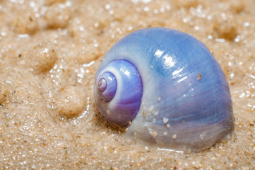 A lonely shellfish on beach with sand background