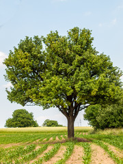 Obstbäume im Feld