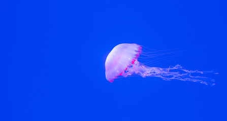 Beautiful jellyfish, medusa in the neon light ,ocean wildlife, Underwater life in ocean jellyfish.