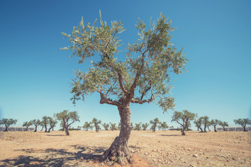 Obraz premium Olive Trees