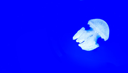 Beautiful jellyfish, medusa in the neon light ,ocean wildlife, Underwater life in ocean jellyfish.