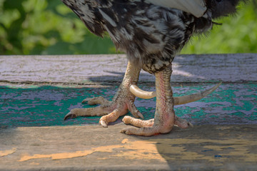 Leg of rooster with spurs closeup. Rooster stands on the old Board. Shallow depth of field.