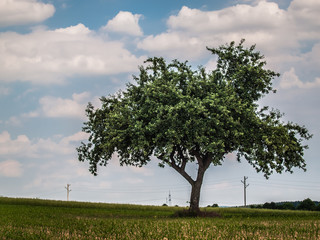 Obraz premium Obstbäume im Feld