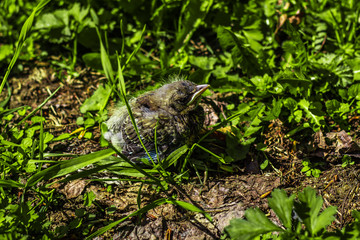 the nesting in the grass