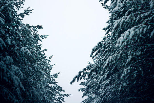 Fototapeta Зимний вид