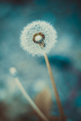 Fototapeta premium Dandelion